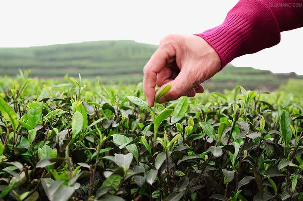 茶田采茶png免抠素材_新图网 https://ixintu.com 植物 绿色 绿茶田 茶叶 茶叶制作 茶园 茶田 采茶