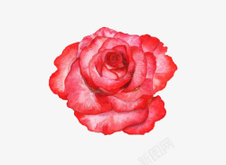 小清新手绘信封手绘红色玫瑰花图高清图片