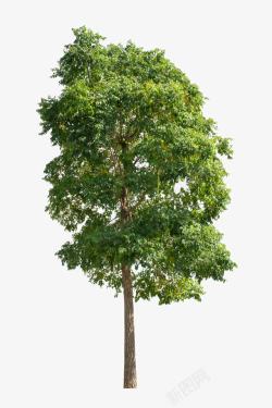 生机树绿色生机的树木高清图片