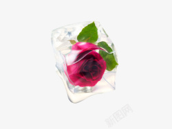 玫瑰成分冰块玫瑰花高清图片