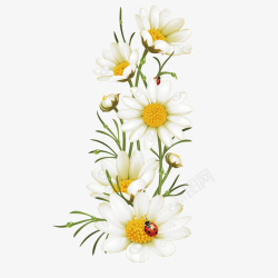传统节气日期24节气插画海报白菊花矢量图高清图片