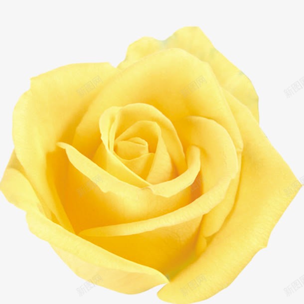 黄玫瑰png免抠素材_新图网 https://ixintu.com 春季素材 点缀 玫瑰花 装饰 黄色玫瑰