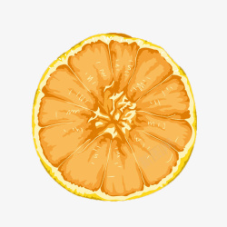 水果效果图柑橘横截面手绘效果图高清图片