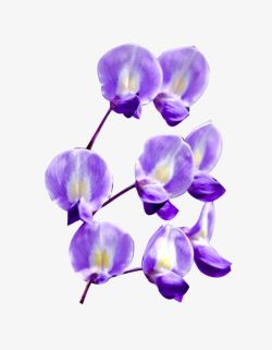 紫色蝴蝶花美丽春天花朵素材
