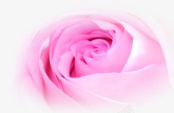 减肥宣传单唯美粉色玫瑰减肥宣传单页高清图片