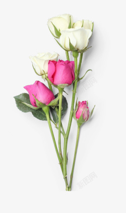 扁平绿植花卉两种颜色的玫瑰花高清图片