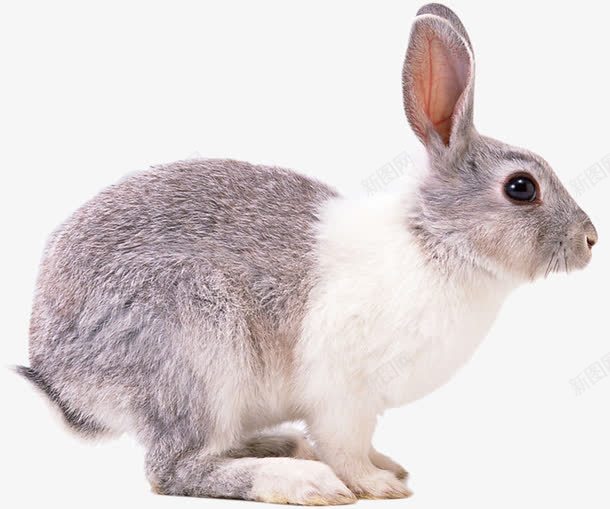 可爱的兔子png免抠素材_新图网 https://ixintu.com 兔子的侧面 小灰兔