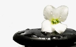 SPA按摩石和一朵白色的花高清图片