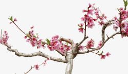 春天的桃树素材