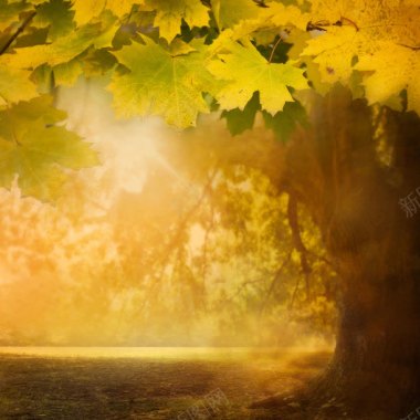 花环树叶边框秋天枫树风景摄影摄影图片