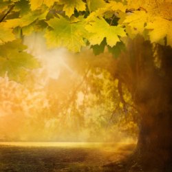 秋季金黄色树叶秋天枫树风景摄影高清图片