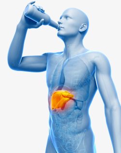 人体肝脏酒精对肾脏影响高清图片