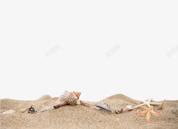 海边沙子png免抠素材_新图网 https://ixintu.com 沙子 沙子免抠图 海报元素 海的元素 贝壳