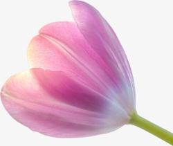 春天绿色粉色紫色郁金香花素材