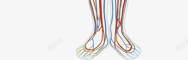 人体血液循环png免抠素材_新图网 https://ixintu.com 健康 医疗 心脏 血液