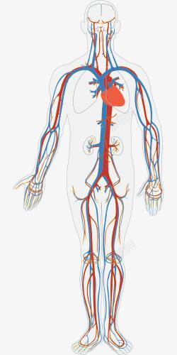 人体血液循环人体血液循环高清图片