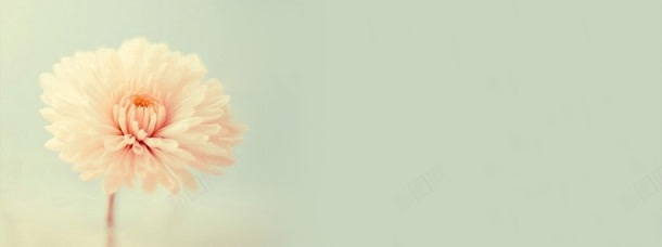 温馨背景jpg设计背景_新图网 https://ixintu.com 唯美花朵 简洁 简约 花朵