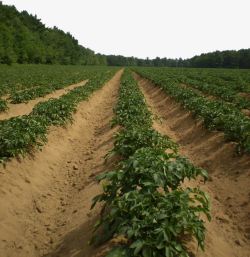 原生态背景农场马铃薯种植基地菜园高清图片