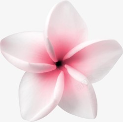 婚庆公司宣传粉白色小花朵高清图片