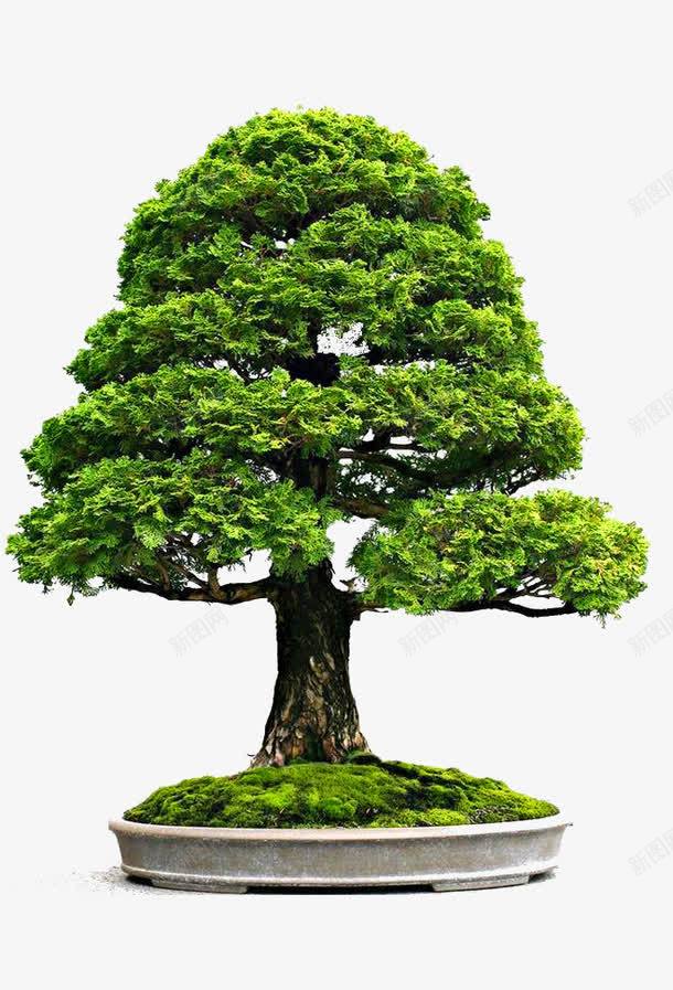 绿色的大树png免抠素材_新图网 https://ixintu.com 大树 大气 有特色 生机勃勃 简约 精致 经典 绿色 绿色大树
