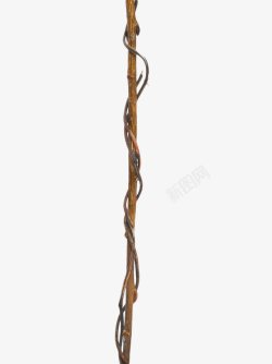 瑁呴绾挎浔缠绕树枝的藤蔓高清图片