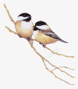 鸟类工笔画手绘树枝小鸟高清图片
