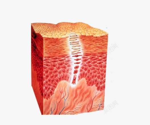 细胞组织图png免抠素材_新图网 https://ixintu.com 医疗美白结构图 皮下组织 皮肤结构 皮肤表皮 纤维 细胞组织图 肌肤组织