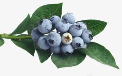 水果蓝莓素材