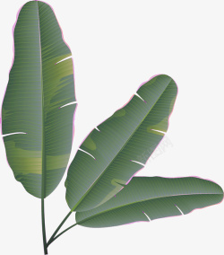芭蕉树叶子水墨绿色芭蕉树叶子高清图片