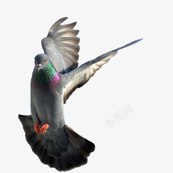 空中飞行飞翔的鸽子高清图片