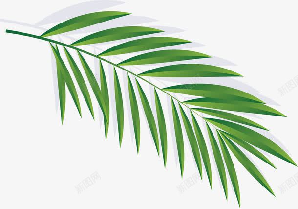 椰子树叶png免抠素材_新图网 https://ixintu.com 图片 夏天 夏季旅游 椰子树 素材 绿色树叶