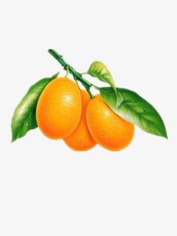 矢量水果橘子金桔高清图片