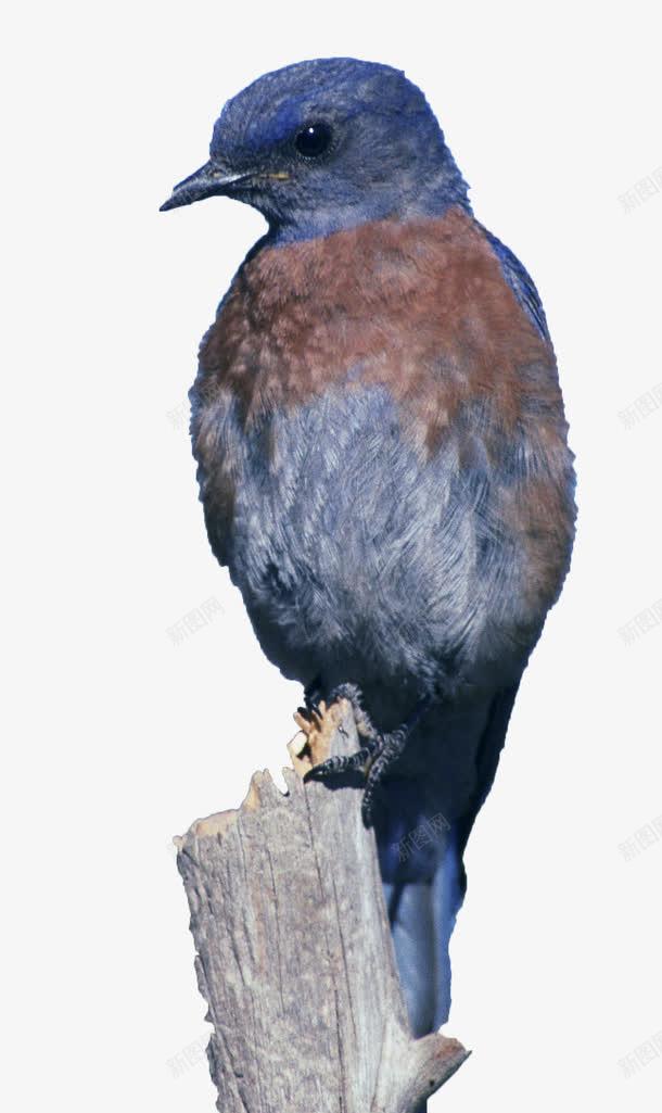 蓝色的鸟png免抠素材_新图网 https://ixintu.com 一只鸟 动物 宣传册 海报 萌宠