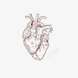 线稿心脏电路图手绘线稿心脏矢量图高清图片