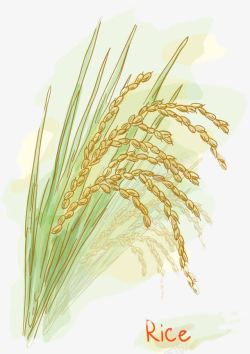 稻子生长稻穗片高清图片