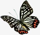 春天棕色纹理蝴蝶装饰png免抠素材_新图网 https://ixintu.com 春天 棕色 纹理 蝴蝶 装饰