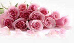 粉色春天玫瑰花朵素材