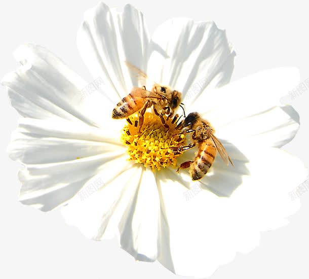 白色花朵蜜蜂采蜜春天png免抠素材_新图网 https://ixintu.com 春天 白色 花朵 蜜蜂