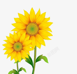 向日葵的png图片金葵花向日葵黄色花朵鲜花太阳花高清图片