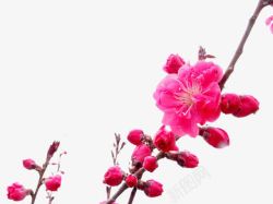 红色朵儿春天里的桃花高清图片