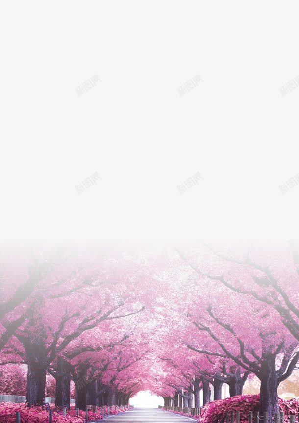 樱花背景图png免抠素材_新图网 https://ixintu.com 唯美 樱花 水彩 马路两边樱花树