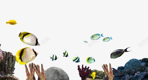 珊瑚海鱼海底世界png免抠素材_新图网 https://ixintu.com 海底世界 海鱼 珊瑚 礁石