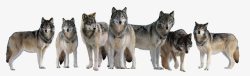 集群七匹狼高清图片
