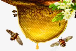 洋槐花朵蜂巢蜜蜂高清图片