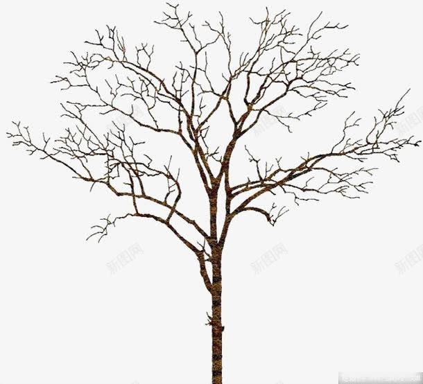 一棵树木png免抠素材_新图网 https://ixintu.com 枯树 树干挺直 树枝很多 没有叶子