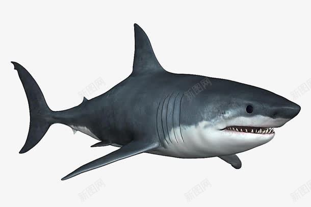 鲨鱼简图png免抠素材_新图网 https://ixintu.com 一条 卡通 尾巴 手绘 牙齿 白色 鲨鱼 鲨鱼嘴 黑色