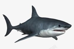 黑色鲨鱼鲨鱼简图高清图片