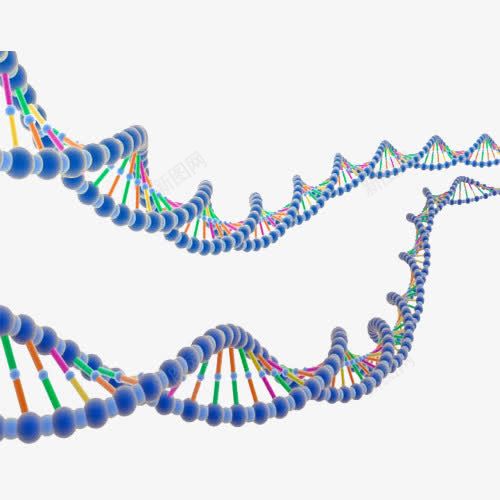 两条基因链png免抠素材_新图网 https://ixintu.com DNA 分子 双螺旋 基因链 染色体