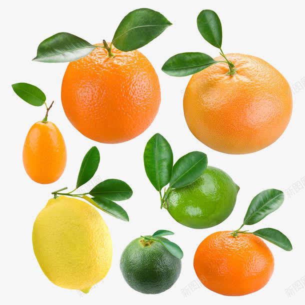 橙子柠檬png免抠素材_新图网 https://ixintu.com 橘子 水果 绿叶 青柠檬 黄橙子