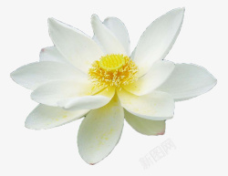 琉璃绽放白色侧面睡莲绽放白色黄色花蕊睡莲高清图片